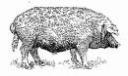 Mangalica pig