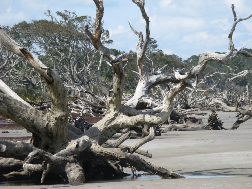 Driftwood Beach